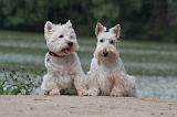 Westie & Scottish Terrier 094
